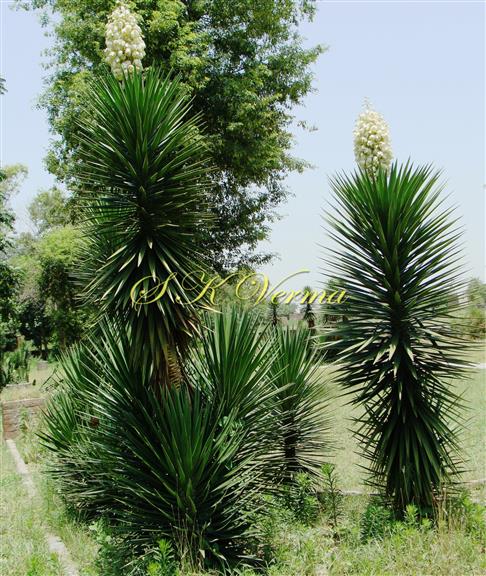  Plants with inflorescence